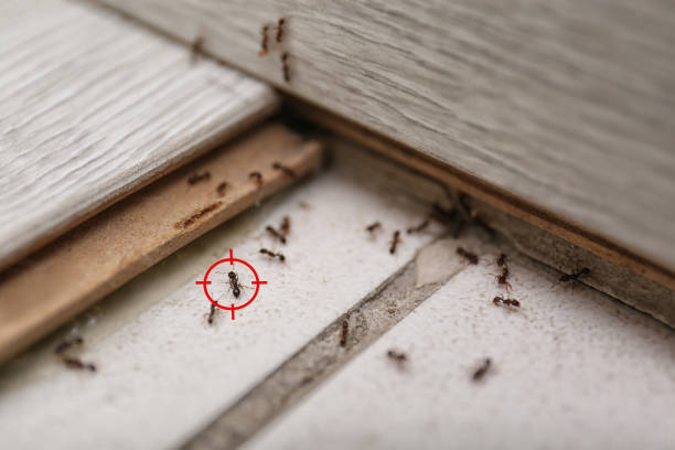 Best Wasp Removal Services  in Helper, UT