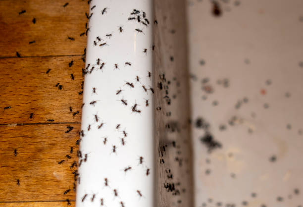 Best Affordable Pest Control Services  in Helper, UT